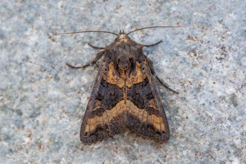 Euplexia dubiosa